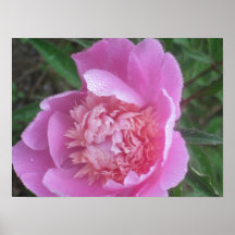 Peony rosado del primer impresiones