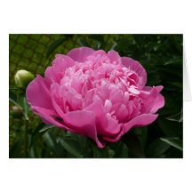 Peony rosado felicitacion 