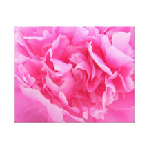 Peony rosado impresiones de lienzo