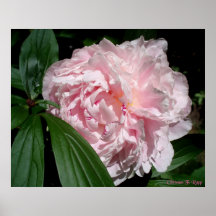 Peony rosado posters
