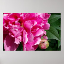 Peony rosado poster