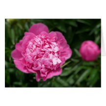 Peony rosado tarjeton