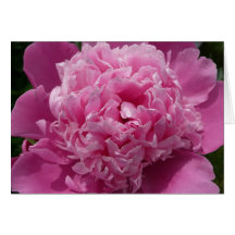 Peony rosado tarjeton