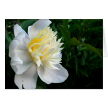Peony subió tarjeta