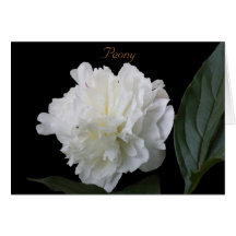 Peony Tarjeta