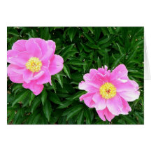 Peony Tarjeta
