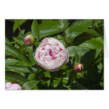 Peony Tarjetas