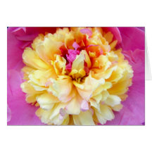 Peony Tarjetas