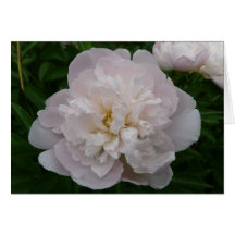 Peony Tarjeton