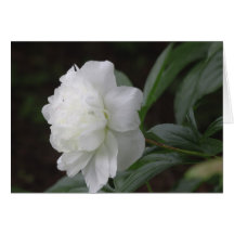 Peony Tarjeton
