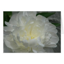 Peony Tarjetón