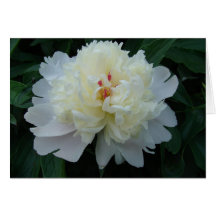Peony Tarjetón