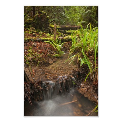 Pequeña cala del bosque fotos