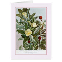 Pequeña magnolia felicitaciones