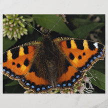 Pequeña mariposa de concha, Arlesford, Hampshir Tarjeta Publicitaria