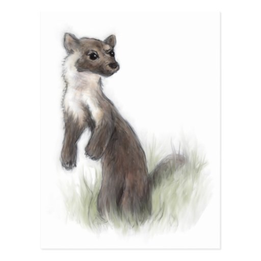 Pequeña marta de pino feroz tarjetas postales
