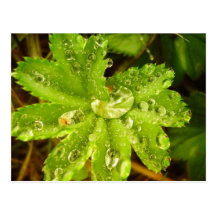 Pequeña planta verde tarjetas postales