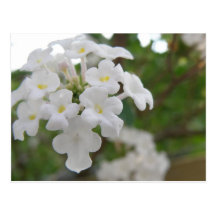 Pequeña postal de las flores blancas