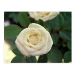 Pequeña postal del rosa blanco
