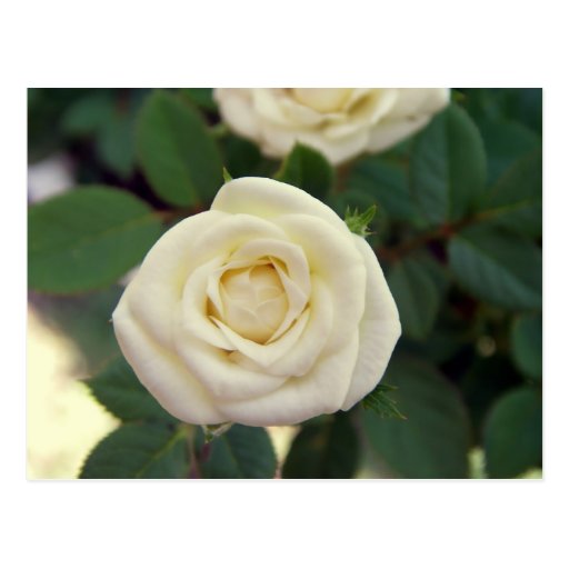 Pequeña postal del rosa blanco