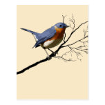 Pequeño azul del pájaro, postales