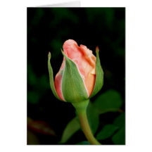 Pequeño capullo de rosa tarjeton