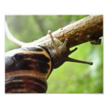 Pequeño caracol foto