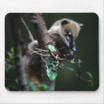 Pequeño coati de los bribones - lemur tapete de ratón