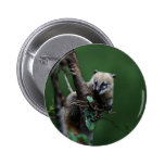Pequeño coati de los bribones - lemur pins