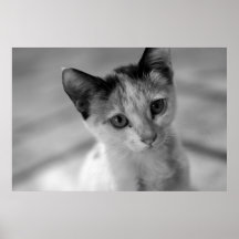 Pequeño gatito adorable impresiones