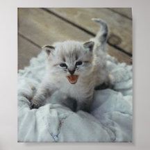 pequeño gatito del bebé posters