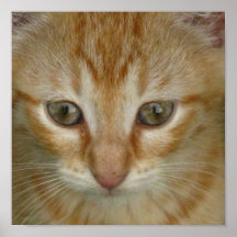 Pequeño gatito del Tabby Poster