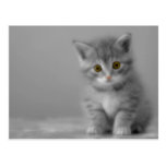 Pequeño gatito dulce postales
