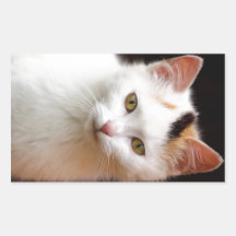 Pequeño gatito lindo etiqueta
