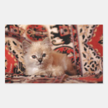 Pequeño gatito lindo rectangular altavoces