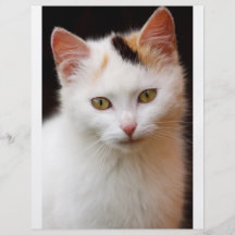 Pequeño gatito lindo tarjeton