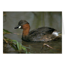 Pequeño Grebe Felicitaciones