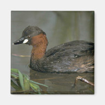 Pequeño Grebe Imanes Para Frigoríficos