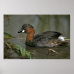 Pequeño Grebe Poster