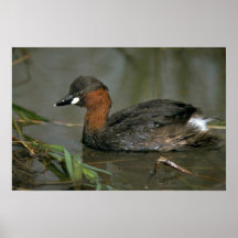 Pequeño Grebe Poster