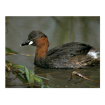 Pequeño Grebe Tarjeta Postal