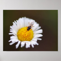 PEQUEÑO INSECTO POSTER