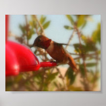 pequeño pájaro del tarareo posters