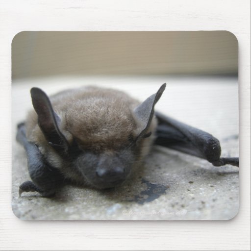 Pequeño palo marrón (lucifugus del Myotis) Tapete De Ratón