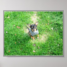 Pequeño perrito poster
