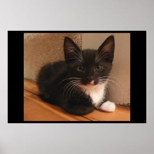 Pequeño poster del gatito