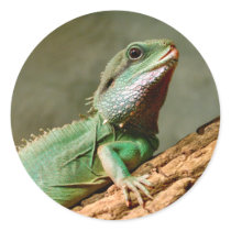 Pequeño reptil pegatinas redondas