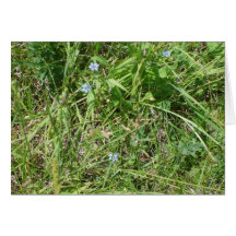 Pequeños wildflowers azules tarjeton
