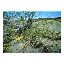 Pequeños Wildflowers debajo del cepillo Comunicado