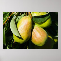 Peras en el árbol posters